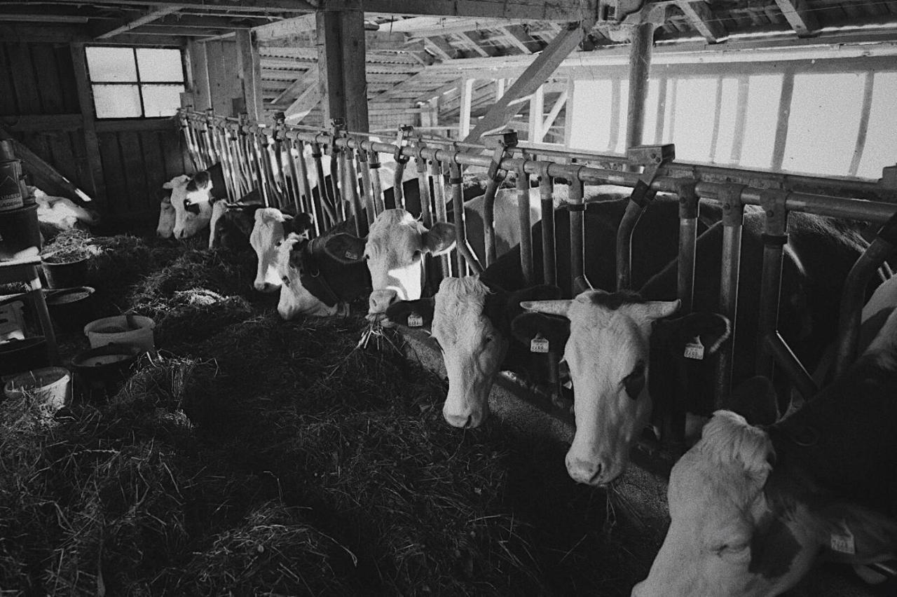 Villa Bauernhof Schink Zell am Moos Esterno foto