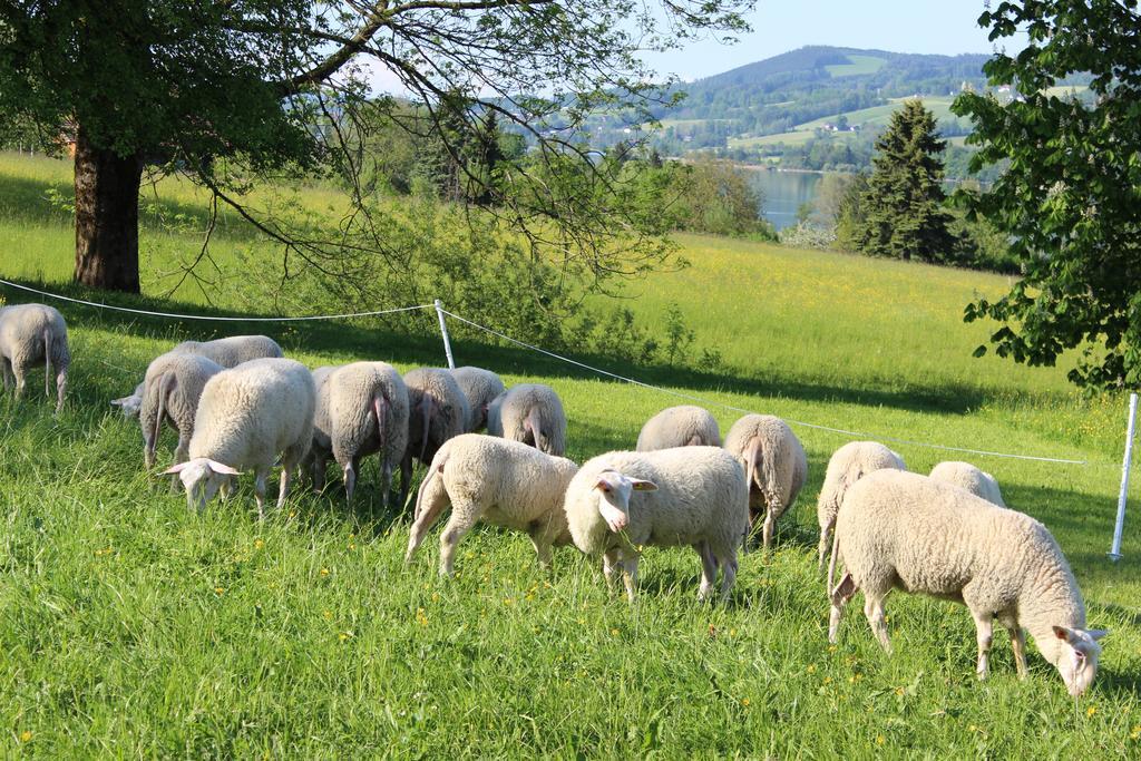 Villa Bauernhof Schink Zell am Moos Esterno foto